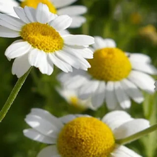 Camomilla